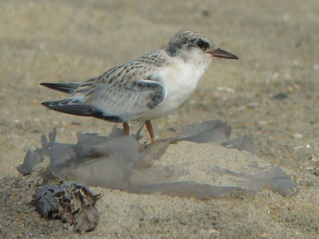 Least Tern Least Tern